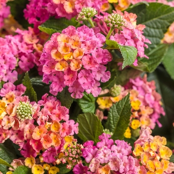 Luscious® Lantana