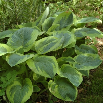 Plantain Lily