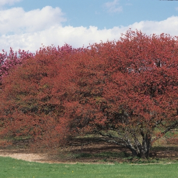 Coralburst Crabapple