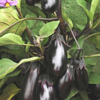 Eggplant