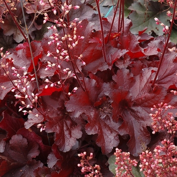 Coral Bells