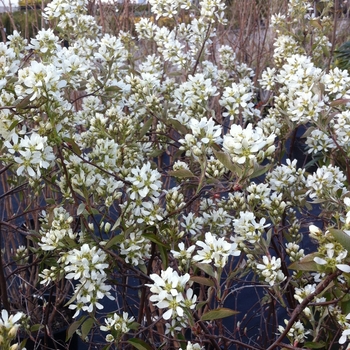 Regent Saskatoon Berry