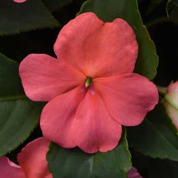 Impatiens