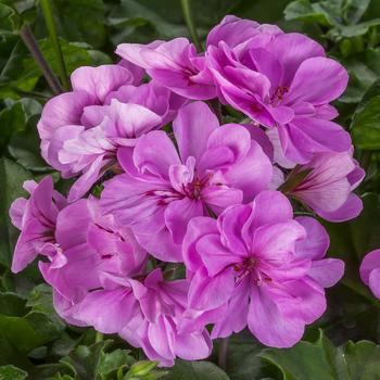 Geranium, Ivy