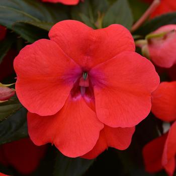 Impatiens Impatiens