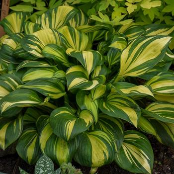 Plantain Lily