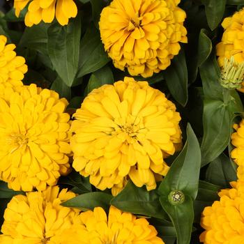 Zinnia