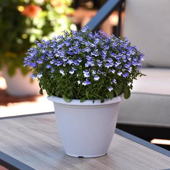 Lobelia