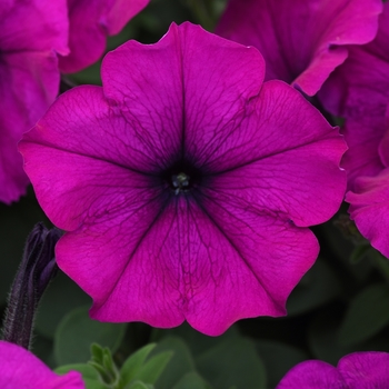 Petunia