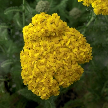 Yarrow