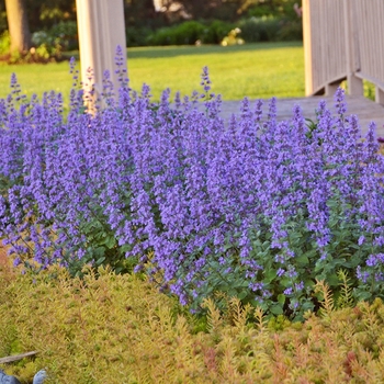 'Cat's Meow' Catmint