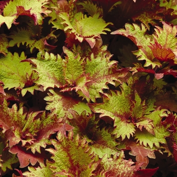 Coleus