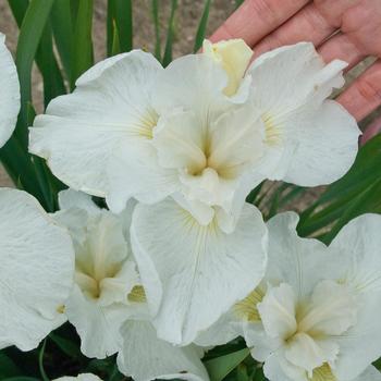 Siberian Iris