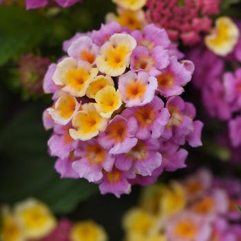 Lantana