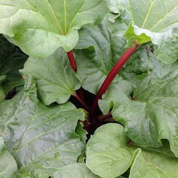 Rhubarb 