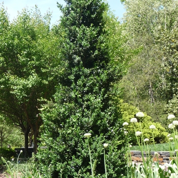 Green Mountain Boxwood