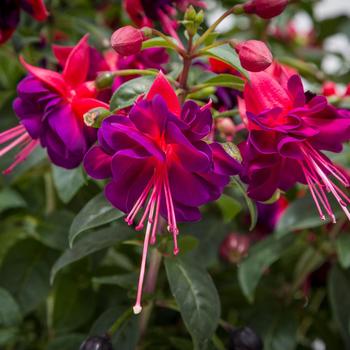 Fuchsia