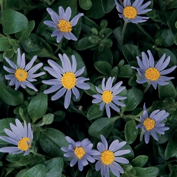 'Forever Blue' Blue Felicia Daisy