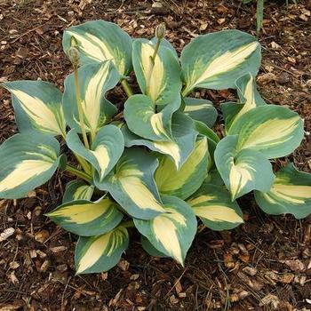 Plantain Lily