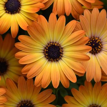 Osteospermum