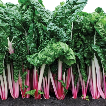 Swiss Chard