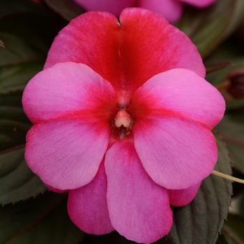 Impatiens, New Guinea 