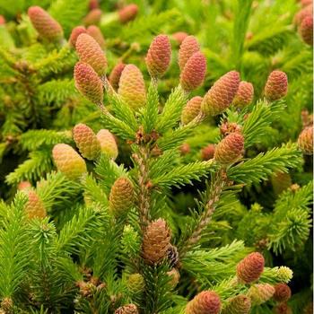 Pusch Norway Spruce