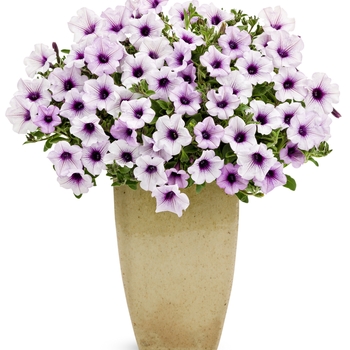 Supertunia® Trailing Blue Veined