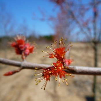 'Burgundy Belle®' Red Maple