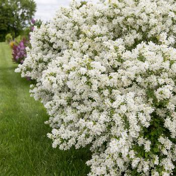 'Lotus Moon™' Pearlbush