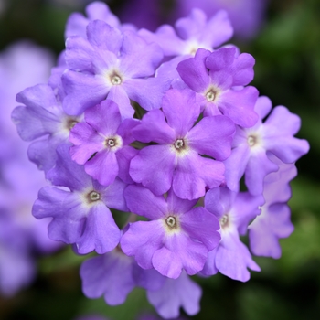 Verbena