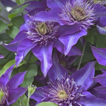 Clematis Clematis