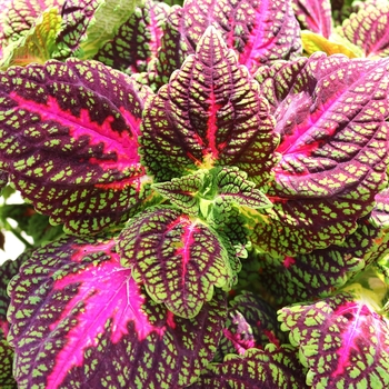 Coleus