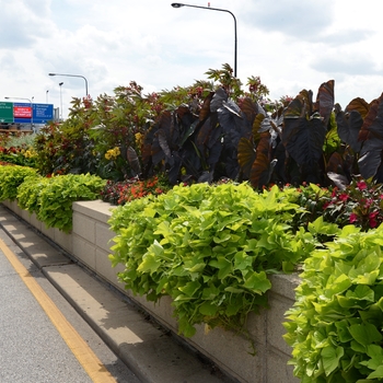 Ipomoea (Sweet Potato Vine)