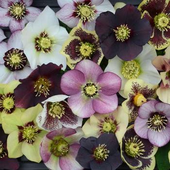 Lenten Rose