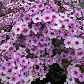 Garden Phlox Garden Phlox