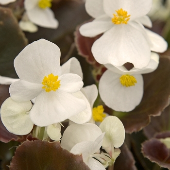 Begonia