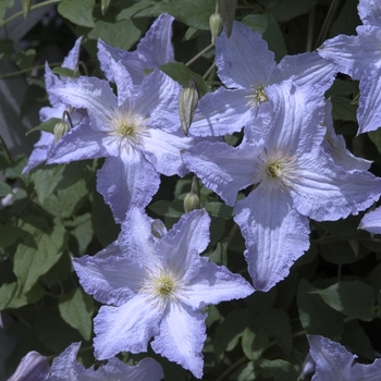 Clematis