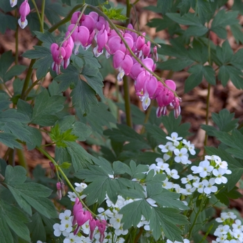 Bleeding Heart