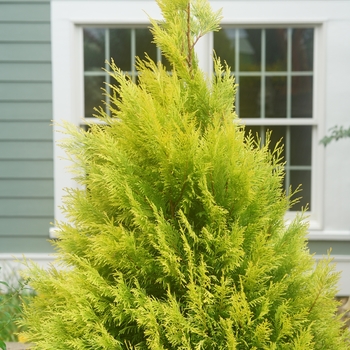 'Fluffy®' Western Arborvitae