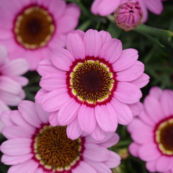 Argyranthemum (Marguerite Daisy)