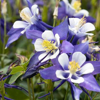 Columbine