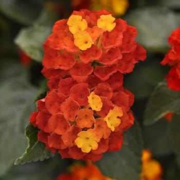 Lantana 