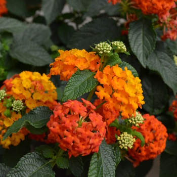 Lucky Flame Improved Lantana