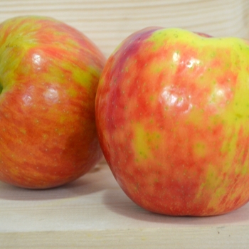 Honeycrisp Apple