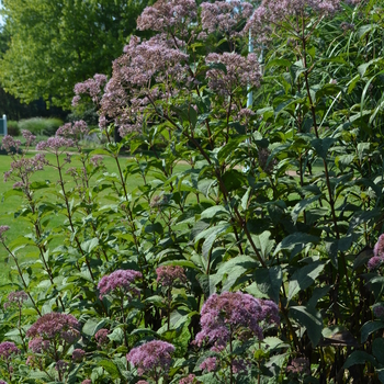 Joe Pye Weed