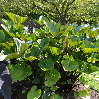 Colocasia (Elephant Ear)