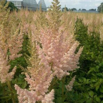 False Spirea