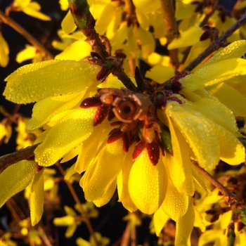 Forsythia