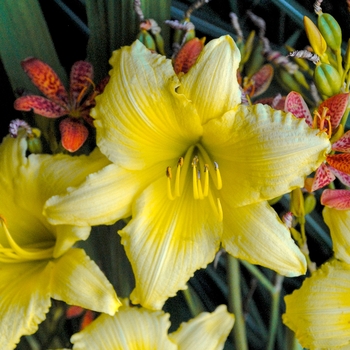 Daylily